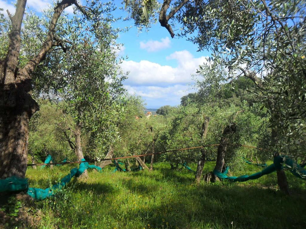 B&B Ududema Dolcedo Exterior photo
